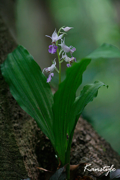 c0038290_20532642.jpg