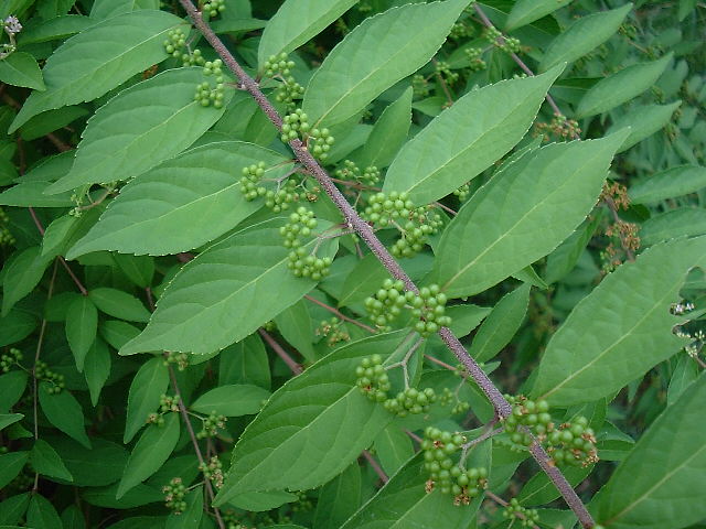 f0173908_1335321.jpg
