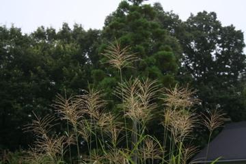 c0011009_14533452.jpg