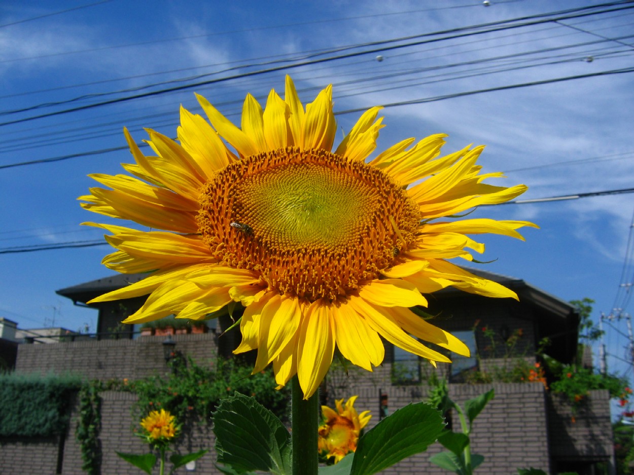 d0044222_11484450.jpg