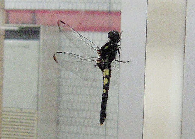 b0085526_20525637.jpg