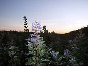 c0019338_17241437.jpg