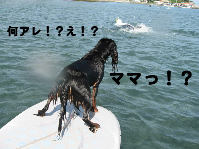 a0101958_1715728.jpg