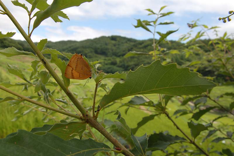 c0043361_21244195.jpg