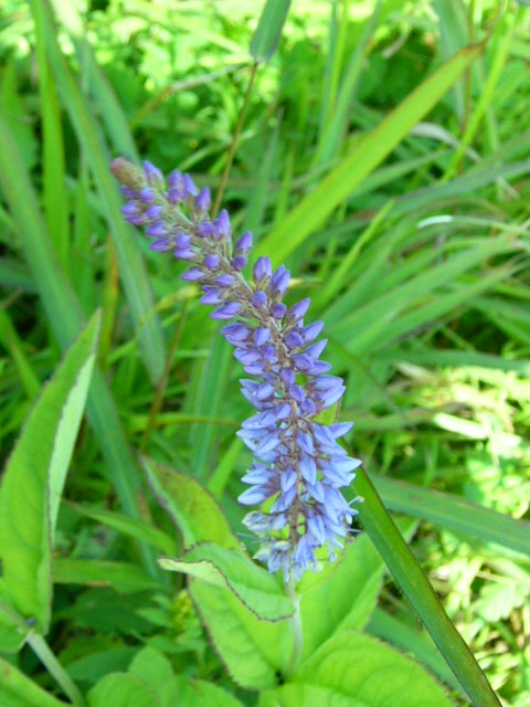 e0145782_5534319.jpg