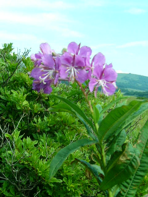 e0145782_5552139.jpg