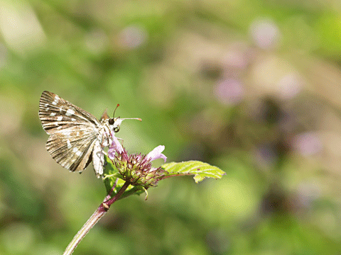 b0053192_1438783.gif