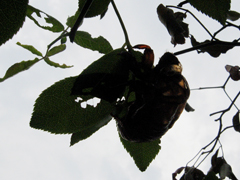 c0030705_1241757.jpg