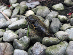 c0030705_1423065.jpg