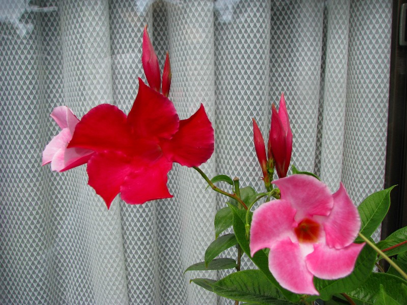 a0004023_15374030.jpg