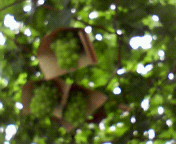 c0141431_16341665.jpg