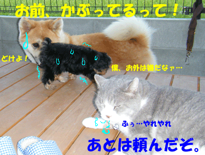 f0008935_103785.gif
