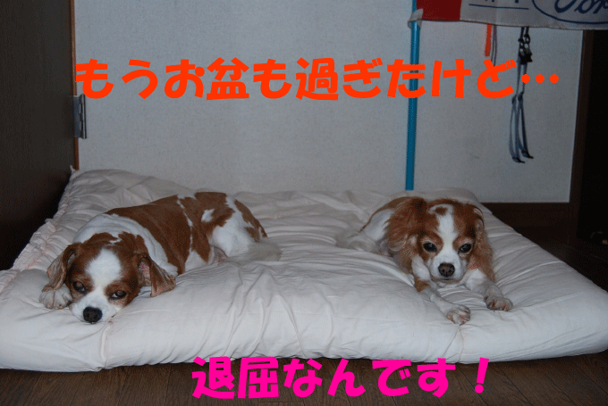 c0136838_22383829.gif