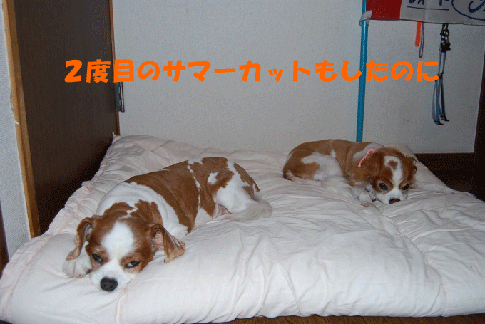 c0136838_22413485.gif