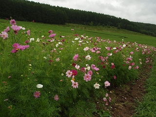 e0004756_2011212.jpg