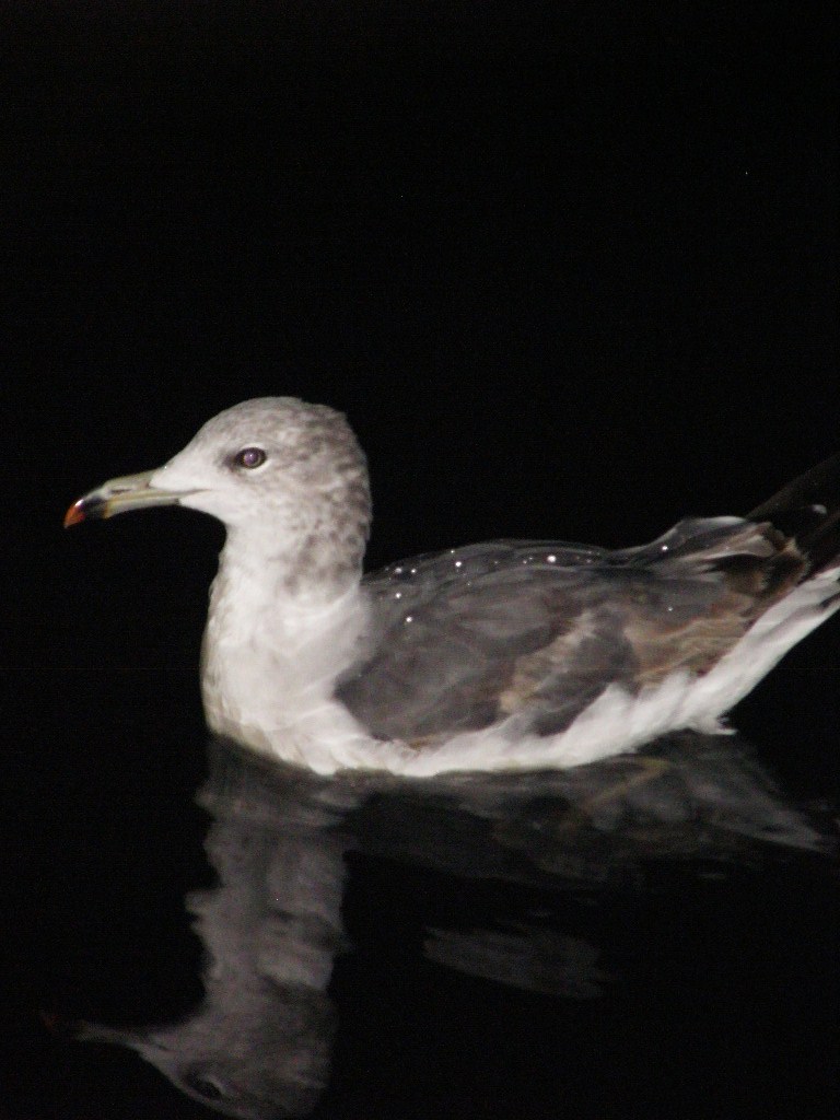 e0064158_0514054.jpg