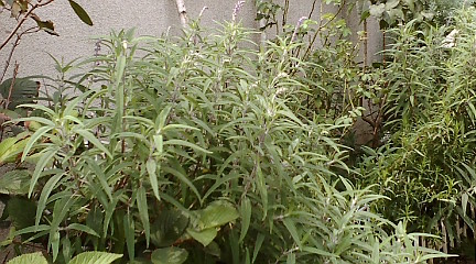 c0152002_17211921.jpg