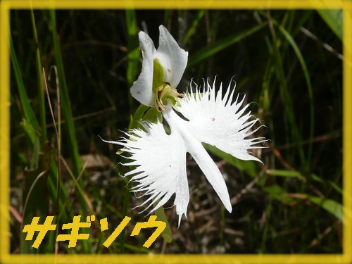 c0009528_23251088.jpg