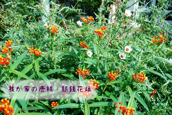 d0029829_0572175.jpg