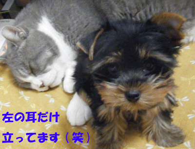 f0008935_17253922.gif