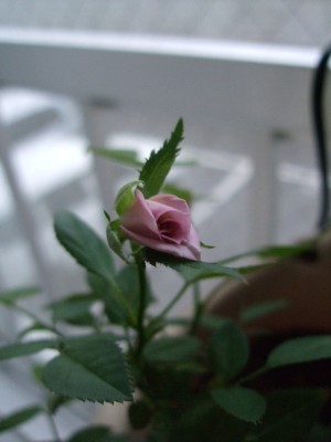 c0139765_15182676.jpg