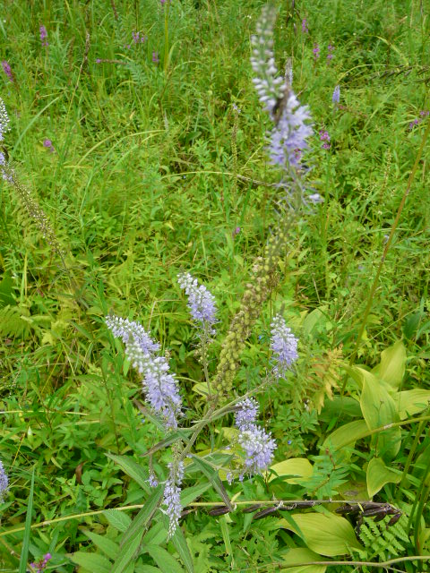 e0145782_19294658.jpg