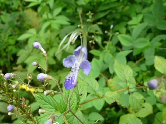 e0145782_19391988.jpg