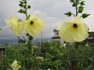 d0090001_2312155.jpg