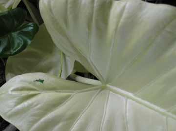 f0128723_1285536.jpg