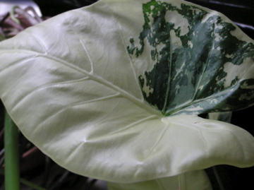 f0128723_1444218.jpg