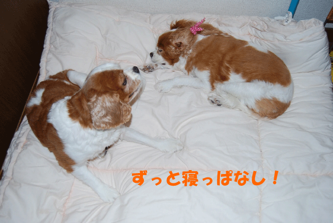 c0136838_2314817.gif