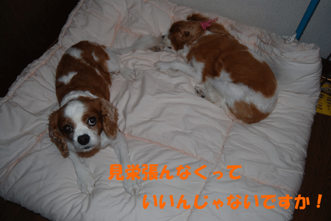 c0136838_23251235.gif