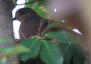 c0085543_1456395.jpg