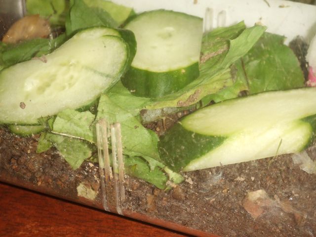 c0002256_22174466.jpg