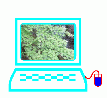b0149071_1944196.gif