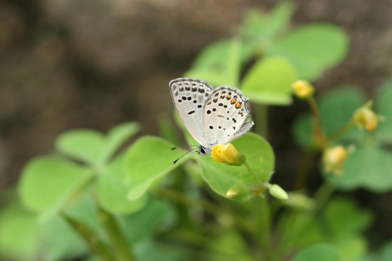 b0088772_814481.jpg