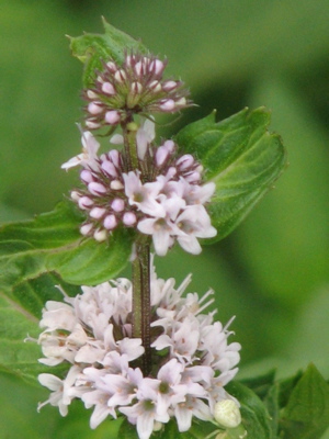 d0050472_142498.jpg