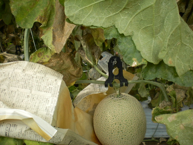 d0040076_21241998.jpg