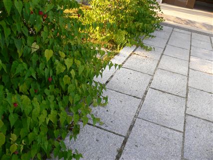 f0001378_1412559.jpg