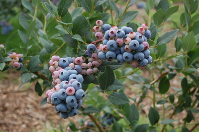 a0011999_2112698.jpg