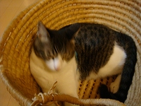 f0152412_1394363.jpg
