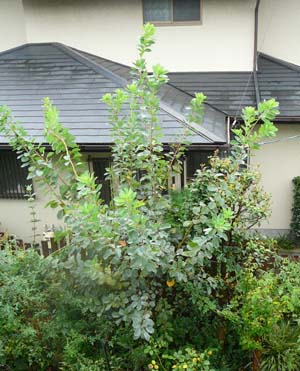 f0059818_229343.jpg