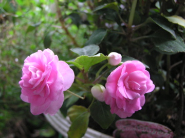 f0128723_1304065.jpg
