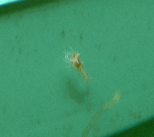 d0073643_20261245.gif