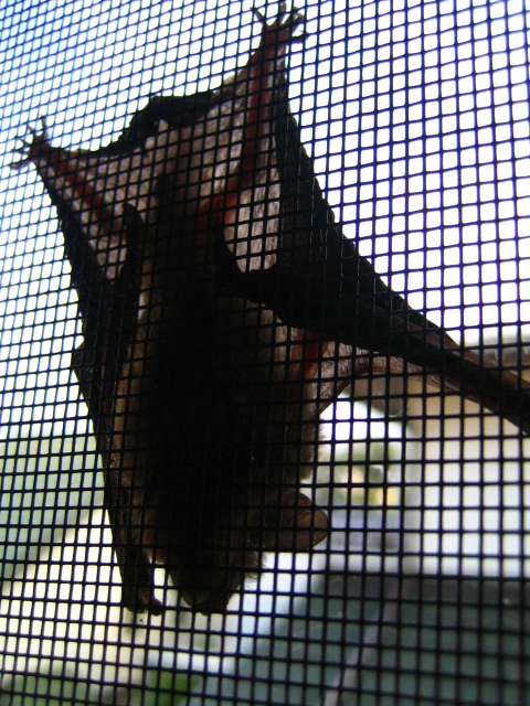 c0160778_236503.jpg
