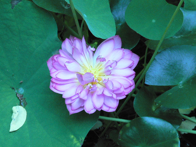 d0061286_9334280.jpg
