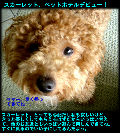 c0164491_1540937.jpg