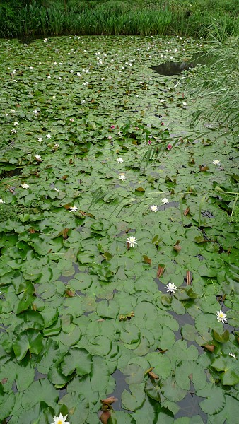 c0109827_16434222.jpg