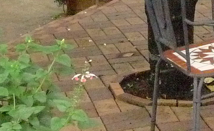 c0109827_1723696.jpg