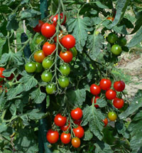 a0046429_19542542.jpg